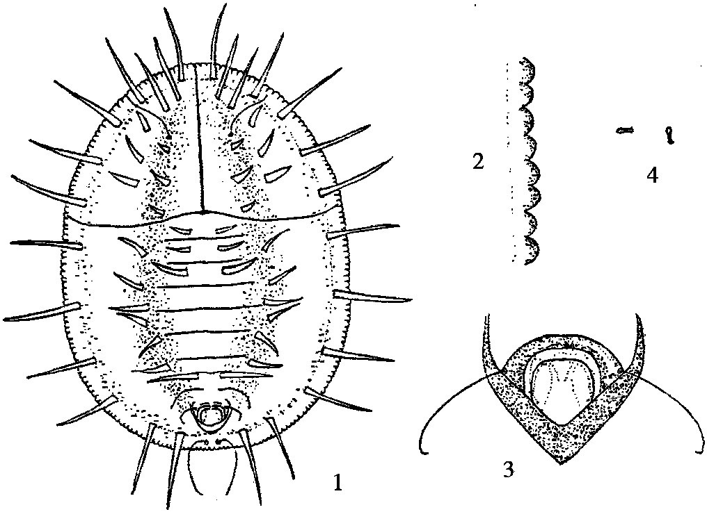 21.黑刺粉虱